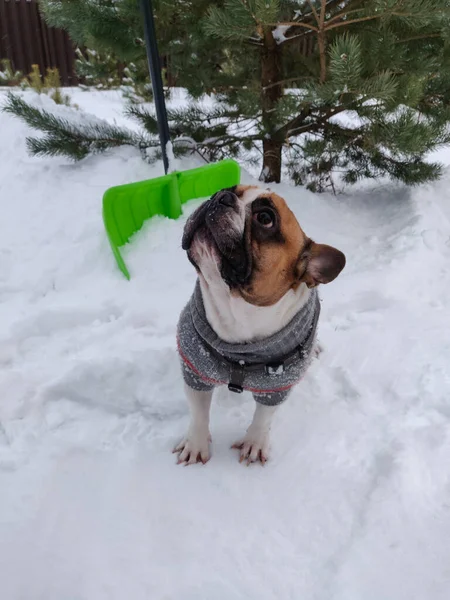 Franse Bulldog Hond Winter Met Warme Trui — Stockfoto