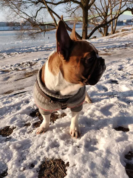 Französische Bulldogge Winter Warmen Pullover — Stockfoto