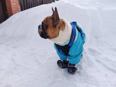 Fransız Bulldog 'u kışın sıcak tulum giyer.