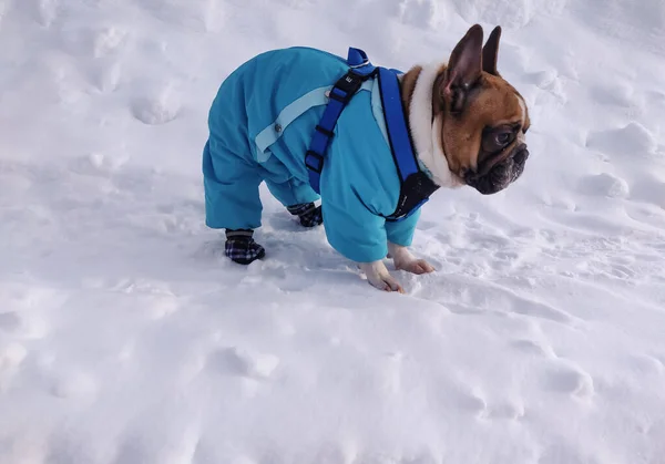 Buldogue Francês Inverno Usando Macacão Quente — Fotografia de Stock