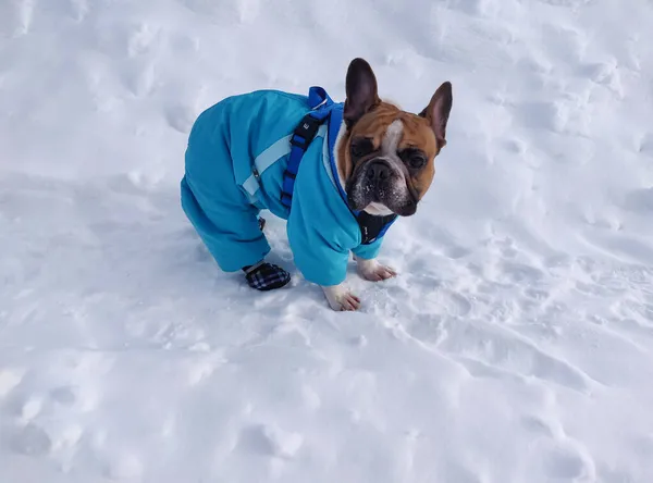 Fransız Bulldog 'u kışın sıcak tulum giyer.