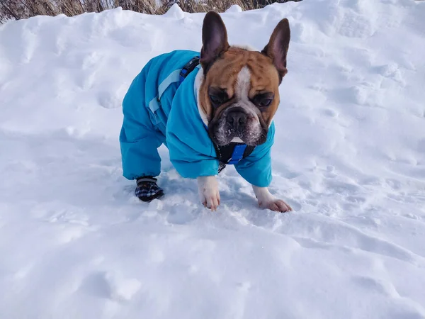 Französische Bulldogge Winter Warmen Overalls — Stockfoto