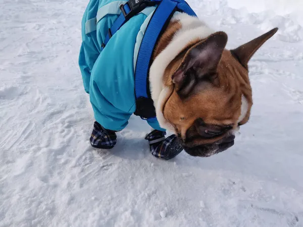 Fransk Bulldogg Vintern Bär Varma Overaller — Stockfoto