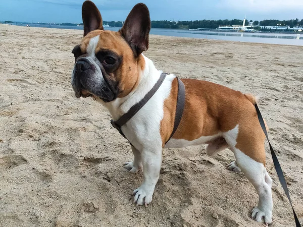 Fransız bulldog 'u güneşli bir günde açık havada.