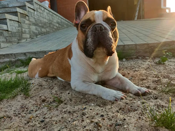 Francia Bulldog Kutya Szabadban Napsütéses Napon — Stock Fotó