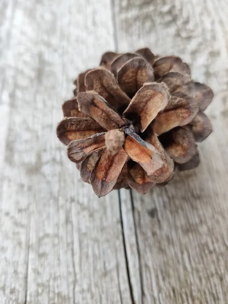 Cono Pino Sobre Fondo Madera Rústica Enfoque Selectivo — Foto de Stock