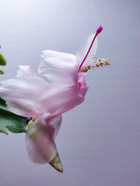 White Schiumbergera Flower Magenta Pistil Soft Focus — Stock Photo, Image