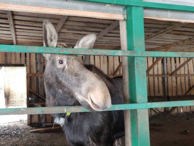 Geyik çiftliğindeki büyük geyik hayvanları.