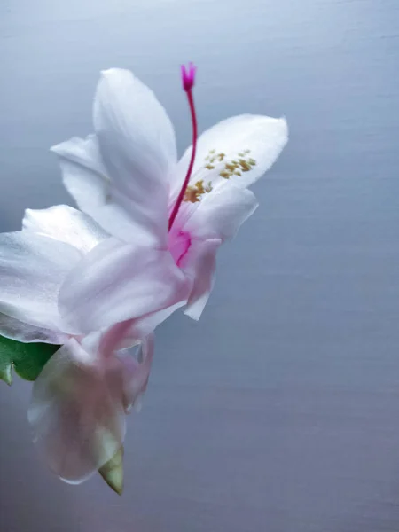 White Schiumbergera Flower Magenta Pistil Soft Focus — Stock Photo, Image