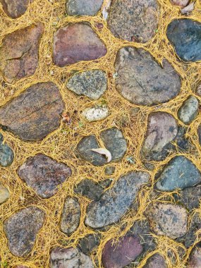 Sarı tarla kuşu iğneleri taşların arasında yatıyor.