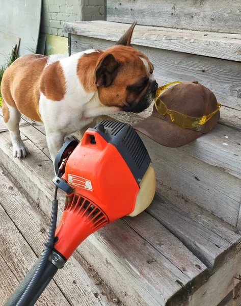 Tatlı Fransız bulldog 'unun portresi, beyaz ve kahverengi küçük köpek.