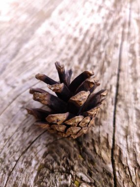 Kırsal ahşap arka planda çam kozalağı. Seçici odak.