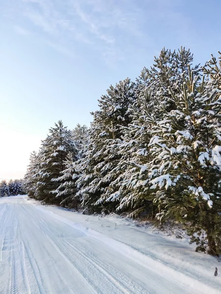 森林里松枝上躺着蓬松的雪 — 图库照片