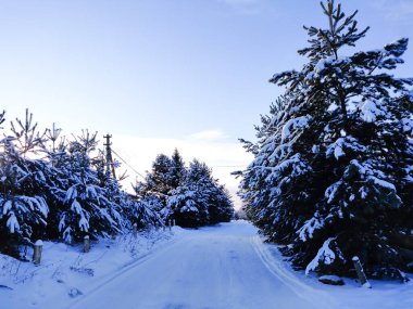 Yumuşak kar ormandaki çam dallarında yatar.