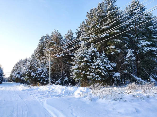 森林里松枝上躺着蓬松的雪 — 图库照片