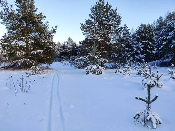 Neve Soffice Trova Sui Rami Pino Nella Foresta — Foto Stock