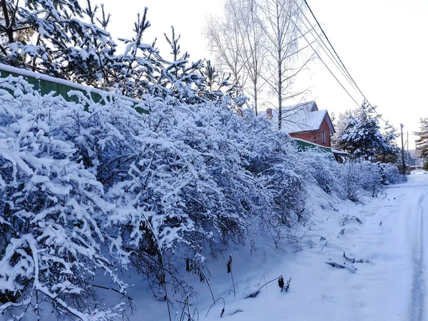 Kışın köy. Aile evleri ve güzel karlı Noel ağacı.