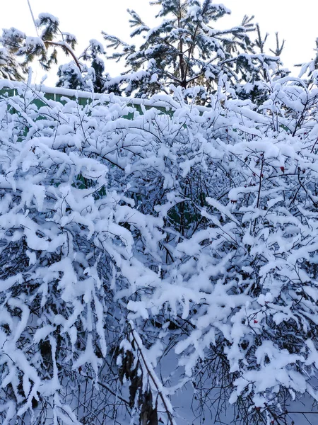 Zimní Krajina Plotem Zasněženými Stromy — Stock fotografie