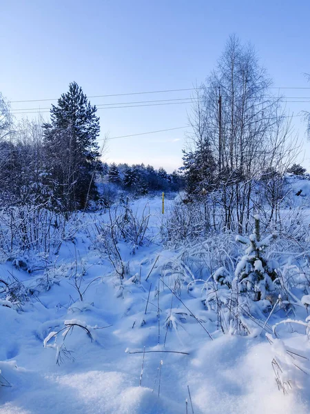 美丽的冬季风景 森林和圣诞树覆盖着雪 俄罗斯农村室外地区 — 图库照片