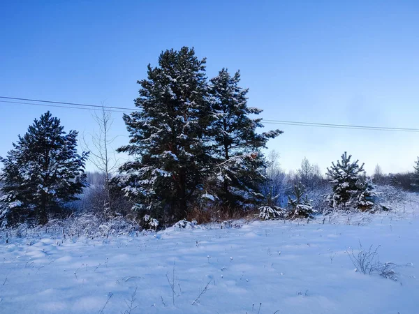 Puszysty Śnieg Leży Gałęziach Sosny Lesie — Zdjęcie stockowe