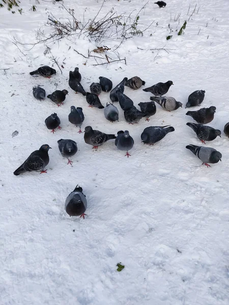 雪の中に座って冷凍ハト — ストック写真