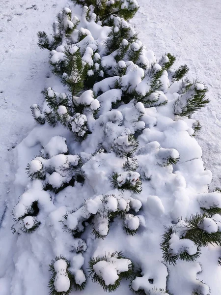 Grande Pinheiro Bonito Temporada Inverno Paisagem Natural Com Árvore Natal — Fotografia de Stock