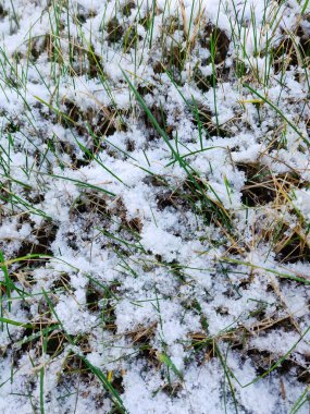 Kar üzerinde yaygın kar çileği bitkisi, kış arkaplanı.