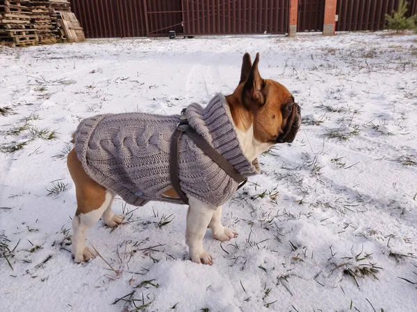 Γαλλικό Μπουλντόγκ Χειμώνα Φορώντας Ζεστό Πουλόβερ — Φωτογραφία Αρχείου