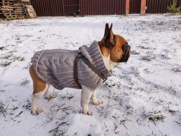 Buldogue Francês Cão Inverno Tempo Vestindo Camisola Quente — Fotografia de Stock