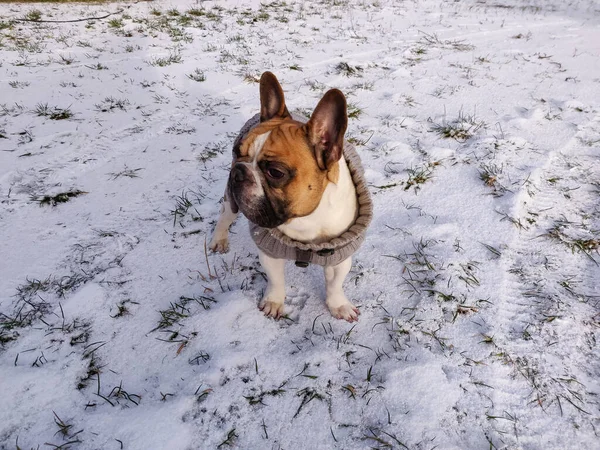 Fransız Bulldog Kışın Kalın Kazak Giyer — Stok fotoğraf