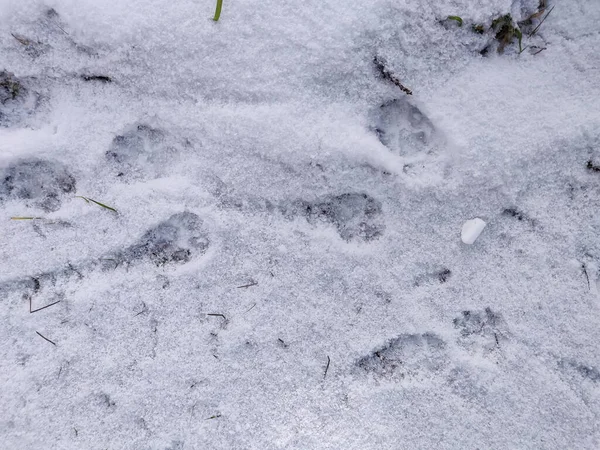 Karda köpek ayak izleri.