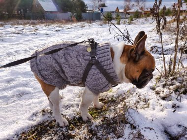 Fransız Bulldog 'u kışın kalın kazak giyer.