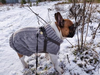 Fransız Bulldog 'u kışın kalın kazak giyer.