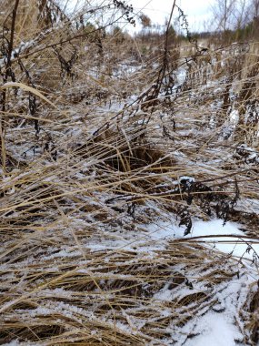 Kar üzerinde yaygın kar çileği bitkisi, kış arkaplanı.