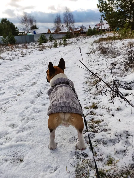 Francuski Buldog Zimą Ciepłym Swetrze — Zdjęcie stockowe