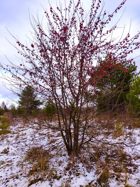 Linda Paisagem Temporada Inverno Estrada Nevada Longo Floresta Com Árvores — Fotografia de Stock