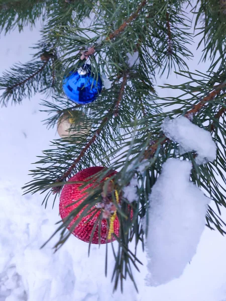 Colorful Balloons Hang Snowy Pine Branch — Stock Photo, Image