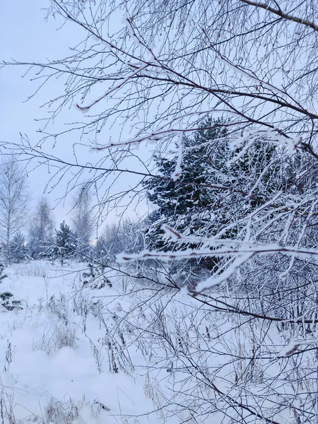 Duża Piękna Sosna Sezonie Zimowym Naturalny Krajobraz Choinką — Zdjęcie stockowe