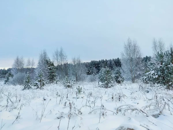 Gran Hermoso Pino Temporada Invierno Paisaje Natural Con Árbol Navidad — Foto de Stock
