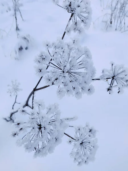 Pianta Comune Del Snowberry Sulla Neve Sfondo Inverno — Foto Stock