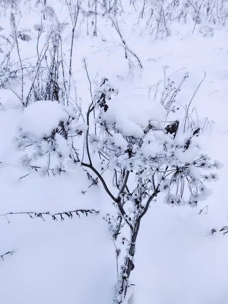 Pianta Comune Del Snowberry Sulla Neve Sfondo Inverno — Foto Stock