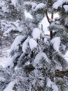 Kış mevsiminde büyük, güzel bir çam ağacı. Noel ağacıyla doğal manzara.