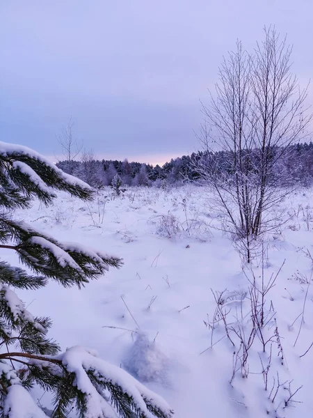 Pianta Comune Del Snowberry Sulla Neve Sfondo Inverno — Foto Stock