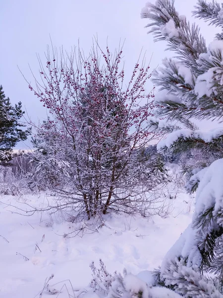 雪地上常见的越橘植物 冬季背景 — 图库照片