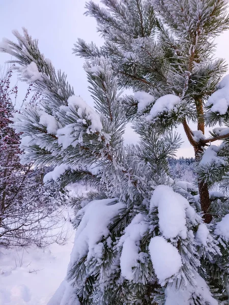 Grande Pinheiro Bonito Temporada Inverno Paisagem Natural Com Árvore Natal — Fotografia de Stock