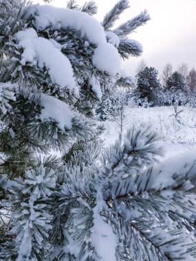 Kış mevsiminde büyük, güzel bir çam ağacı. Noel ağacıyla doğal manzara.