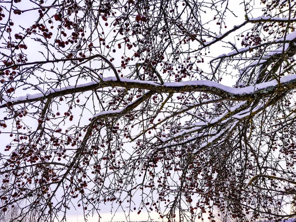 雪地上常见的越橘植物 冬季背景 — 图库照片