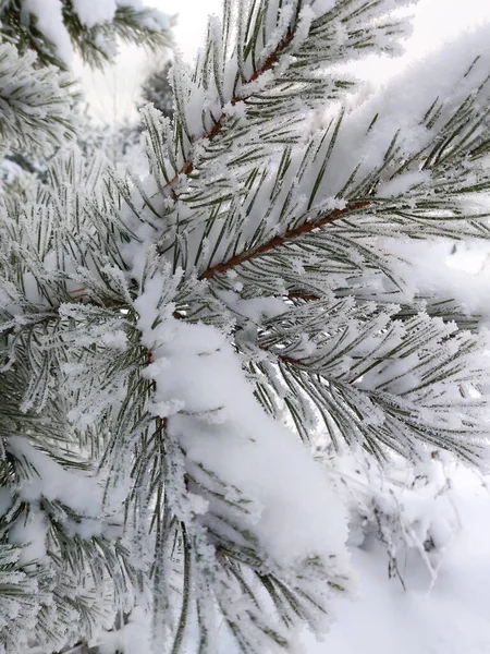 Grande Pinheiro Bonito Temporada Inverno Paisagem Natural Com Árvore Natal — Fotografia de Stock