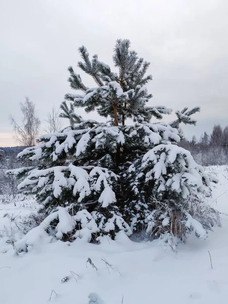 Duża Piękna Sosna Sezonie Zimowym Naturalny Krajobraz Choinką — Zdjęcie stockowe