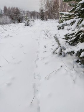 Kış mevsiminde büyük, güzel bir çam ağacı. Noel ağacıyla doğal manzara.